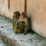 Affen beim Entlausen und Säugen / monkeys delousing and breastfeeding