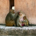 Affen beim Entlausen und Säugen / monkeys delousing and breastfeeding