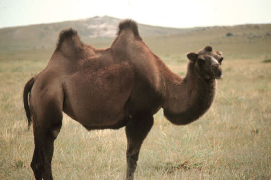 Kamel (wikimedia commons, gemeinfrei)
