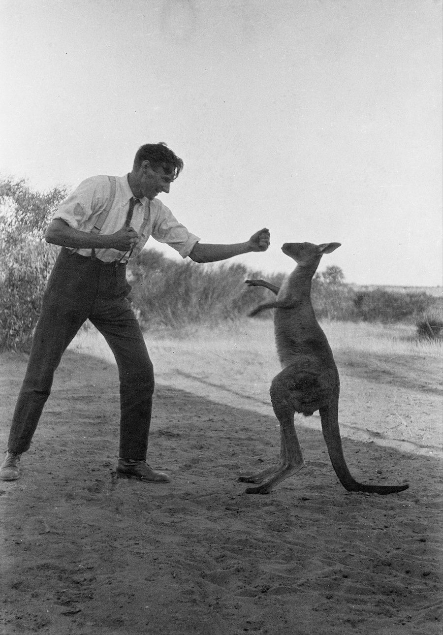 Bill Boyd boxt mit seinem Hauskänguru, Kanga Joe (Wikimedia Commons, gemeinfrei)