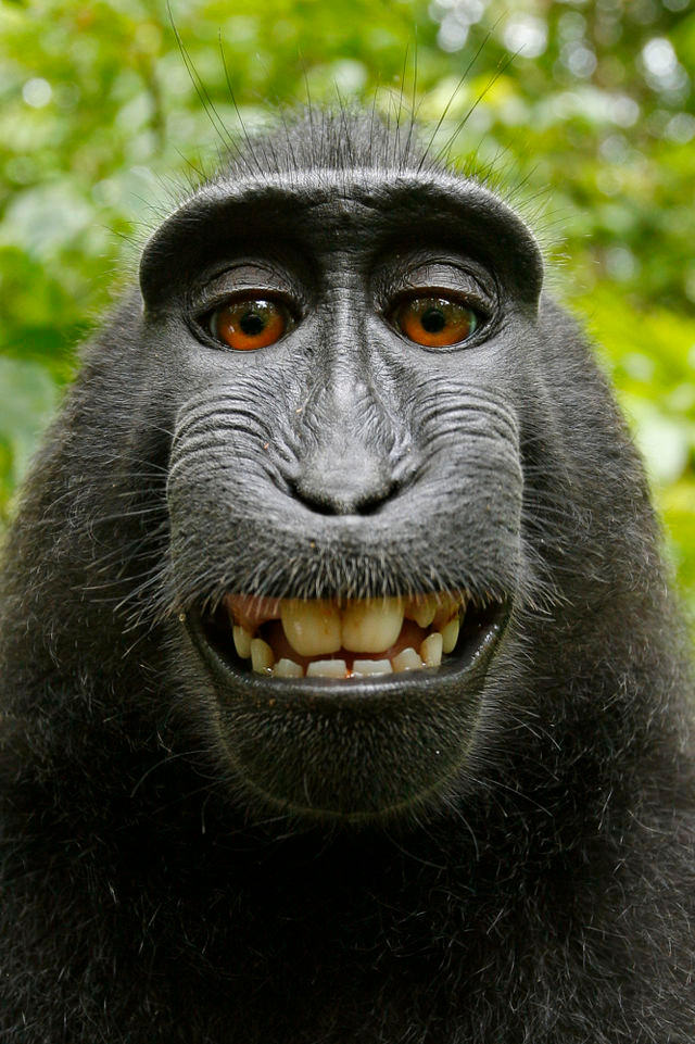 Auch Affen lieben Selfies