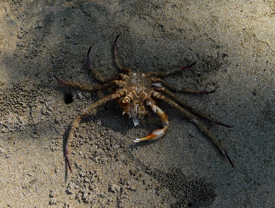 Tote Krabbe am Meer / Indien