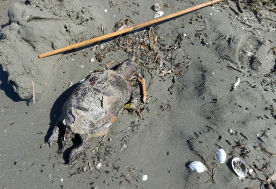 Tote Schildkröte am Strand / Rumänien