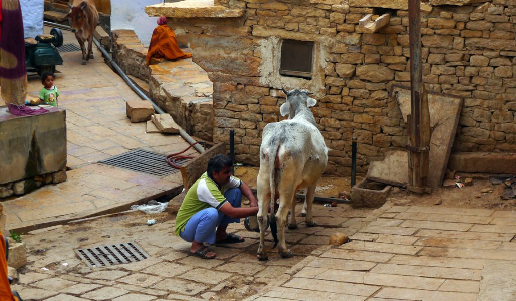 Fort Jaisalmer milk cow