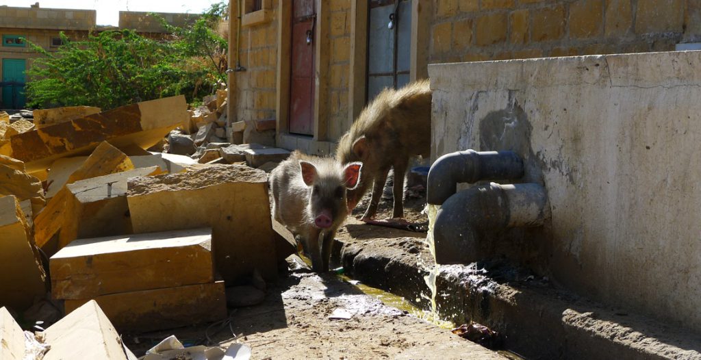 Schweine Jaisalmer baden